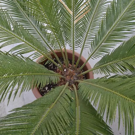 Petra & Rustic マカルスカ