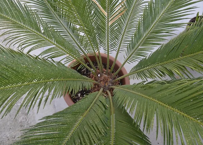 Petra & Rustic Makarska